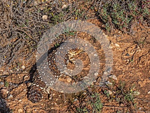 A shingleback lizard trying to blend into its dry environment. photo