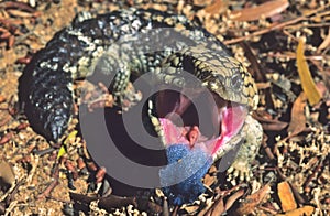 Shingleback skink
