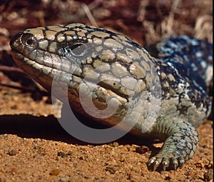 Shingleback skink