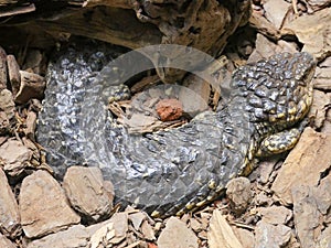 Shingleback Skink Lizard : Tiliqua rugosa, most commonly known as the shingleback lizard or bobtail lizard photo