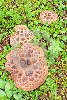 Shingled Hedgehog Mushroom growing on forest floor photo