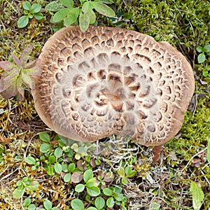 Shingled Hedgehog Mushroom growing on forest floor photo