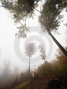 Shining beech branches against low clouds sky. Autumn season start