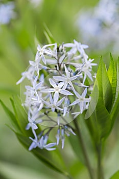 Shining Blue Star Flower