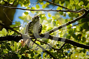 Shining Bronze Cuckoo - Chrysococcyx lucidus - family Cuculidae, Australia, Indonesia, New Caledonia, New Zealand, Papua New