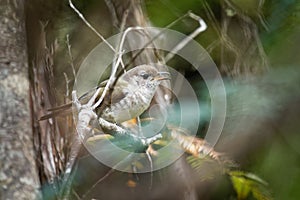 Shining Bronze Cuckoo - Chrysococcyx lucidus - species in the family Cuculidae, Australia, Indonesia, New Caledonia, New Zealand,