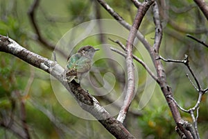 Shining Bronze Cuckoo - Chrysococcyx lucidus - species in the family Cuculidae, Australia, Indonesia, New Caledonia, New Zealand,