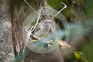 Shining Bronze Cuckoo - Chrysococcyx lucidus - species in the family Cuculidae, Australia, Indonesia, New Caledonia, New Zealand,