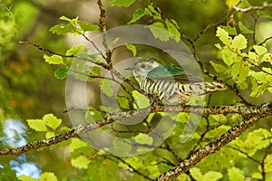 Shining Bronze Cuckoo - Chrysococcyx lucidus - species family Cuculidae, Australia, Indonesia, New Caledonia, New Zealand, Papua N