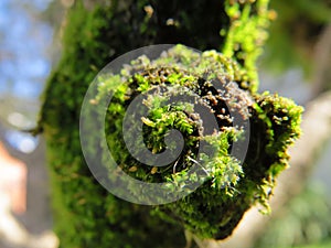 Shining bryophyte