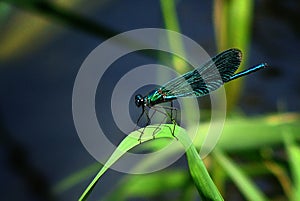 Shining Calopteryx splendens