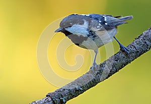 Shining Coal Tit periparus ater perched on simple little twig in colorful forest