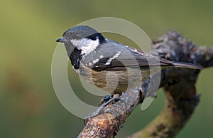 Shining Coal Tit periparus ater side posing on lichen covered branch with clean background