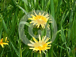 Shining dandelion on green meadow