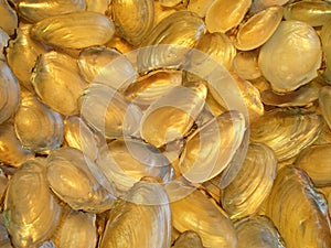 Shining empty shells pattern