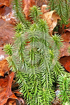 Shining Fir Clubmoss, perennial evergreen on forest floor