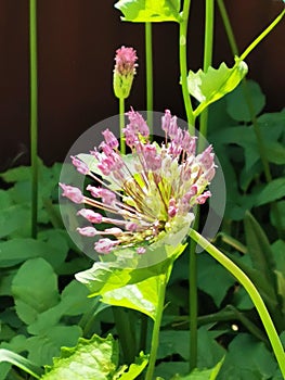 Shining flower moning