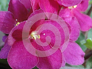 Shining flowers Saintpaulia African Violet Flowers purple pink fuchsia