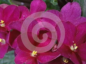 Shining flowers Saintpaulia African Violet Flowers purple pink fuchsia