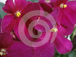 Shining flowers Saintpaulia African Violet Flowers purple pink fuchsia