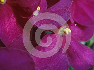 Shining flowers Saintpaulia African Violet Flowers purple pink fuchsia