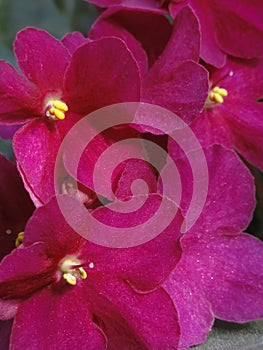 Shining flowers Saintpaulia African Violet Flowers purple pink fuchsia