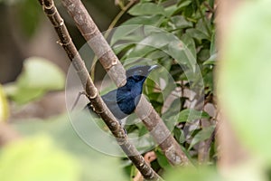 Shining Flycatcher or Myiagra alecto observed in Waigeo in West Papua, Indonesia