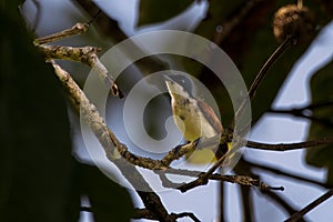 Shining flycatcher or Myiagra alecto seen in Nimbokrang in West Papua, Indonesia