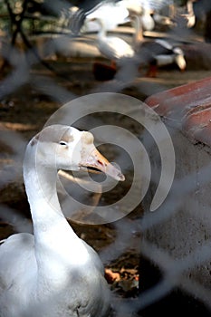 Shining and glowing white duck in his/her duckhouse photo