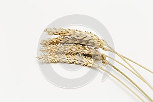 Shining golden painted wheat ears close up. Pastel color background with ripening ears pf cereal plant.