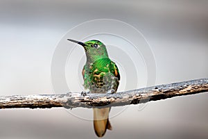 Brillante verde colibrì 