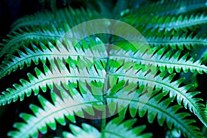 Green leaf of Silver brake fern, Pteris argyraea