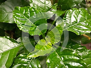 Shining greeny leaves with terminal bud