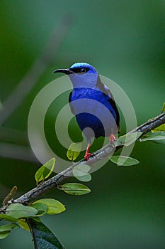 Shining Honeycreeper, Cyanerpes lucidus