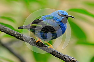 Shining Honeycreeper, Cyanerpes lucidus, exotic tropic blue bird form Costa Rica