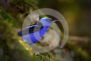 Shining Honeycreeper, Cyanerpes lucidus, exotic tropic blue bird with yellow leg from Costa Rica. Blue songbird in the nature
