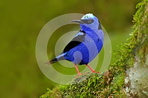 Shining Honeycreeper, Cyanerpes lucidus, exotic tropic blue bird with yellow leg from Costa Rica. Blue songbird in the nature habi