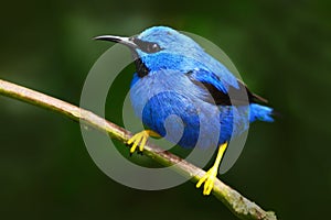 Shining Honeycreeper, Cyanerpes lucidus, exotic tropic blue tanager with yellow leg, Costa Rica. Blue songbird in the nature habit