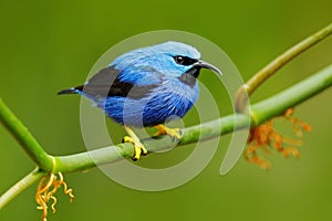 Shining Honeycreeper, Cyanerpes lucidus, exotic tropic blue tanager with yellow leg, Costa Rica. Blue songbird in the nature habit photo