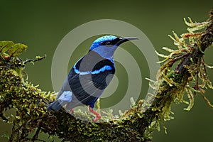 Shining Honeycreeper, Cyanerpes lucidus, exotic tropical blue bird with yellow legs from Costa Rica. Blue songbird in the nature