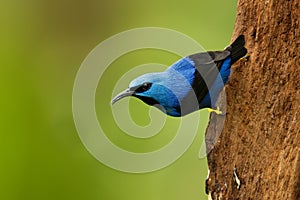 Shining Honeycreeper - Cyanerpes lucidus small bird in the tanager family. In the tropical New World in Central America from