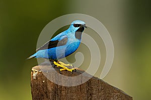 Shining Honeycreeper - Cyanerpes lucidus small bird in the tanager family. In the tropical New World in Central America from