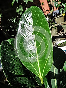 Shining leave of tree