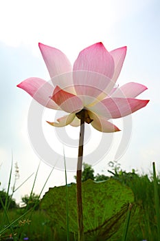 Shining of Lotus