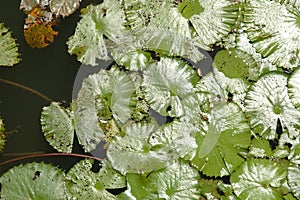 Shining lotus leafs