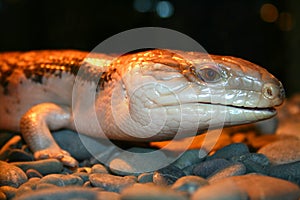 Shining pangolin