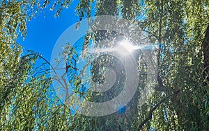 Shining sun through the dense green foliage of a willow tree with blue sky, back light