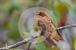 Shining Sunbeam - Aglaeactis cupripennis