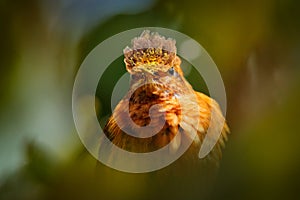 Shining sunbeam, Aglaeactis cupripennis, hummingbird family Trochilidae, Bird from Colombia, Ecuador, and Peru. Detail head photo