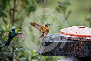 Shining sunbeam at a feeder in the Antisana Ecological Reserve